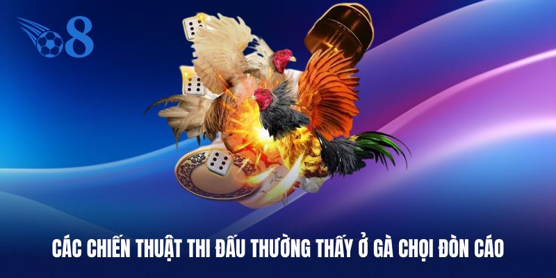 Gà chọi áp dụng các chiến thuật cực thông minh