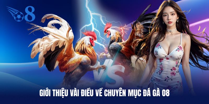 Vài điều thú vị về chuyên mục đá gà O8